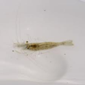 Live River Shrimps 100 Grams approx