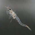 Live Mysis Shrimp Bulk Bag Approx 1000+ shrimp