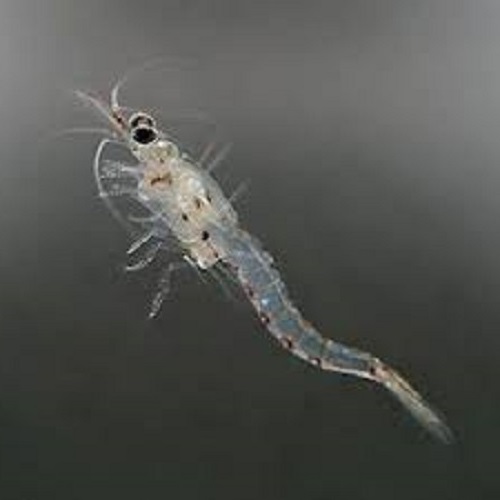 buy live mysis shrimp